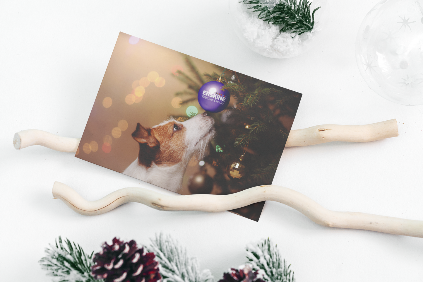 12 x Jack Christmas Cards